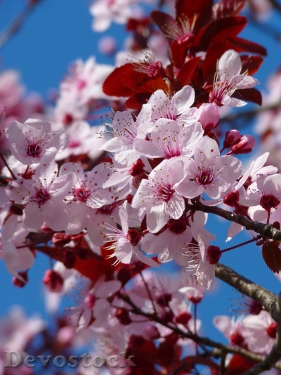 Devostock Almond Blossom Cherry Blossom Japanese Cherry Trees Blossom 8715 4K.jpeg