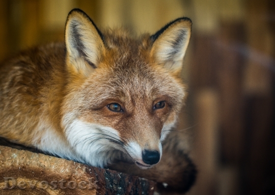 Devostock Animal Fur Fox 91895 4K