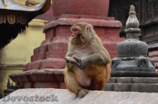 Devostock Animal Monkey Temple 9462 4K
