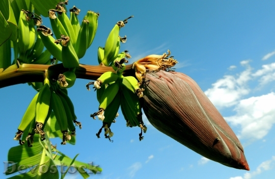 Devostock Banana Banana Tree Bunch Of Bananas Fruit 6081 4K.jpeg