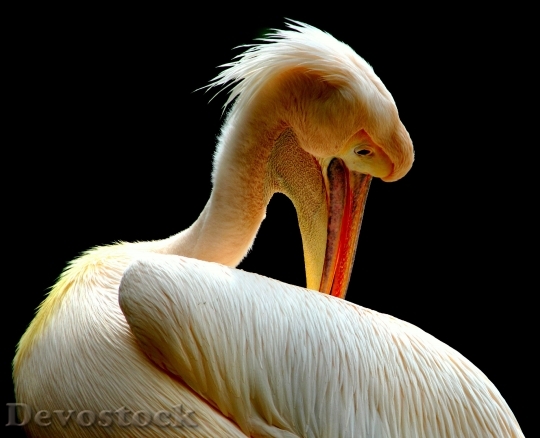 Devostock Bird Pelican Animal 5330 4K