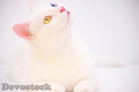Devostock Blue Yellow Animal Rare Cat 4K