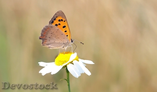 Devostock Butterfly Small Fire Falter Common Blue Lycaena Phlaeas 16273 4K.jpeg