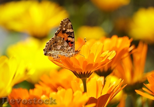 Devostock Butterfly Yellow Insect Nature 6555 4K.jpeg