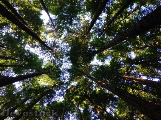 Devostock Canopy Forest Trees HD