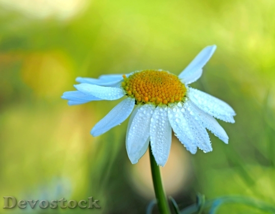 Devostock Chamomile Morning Sun Wild Flower Dew 16162 4K.jpeg