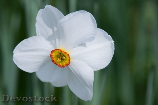 Devostock Daffodil Flower Blossom Bloom 4696 4K.jpeg