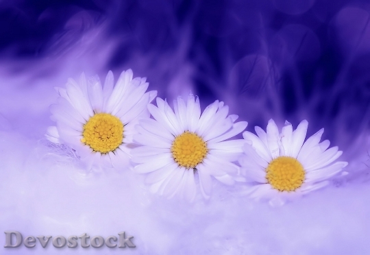 Devostock Daisy Flowers White Plant 4018 4K.jpeg