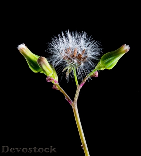 Devostock Dandelion Small Flower Wild Flower Blossom 5303 4K.jpeg