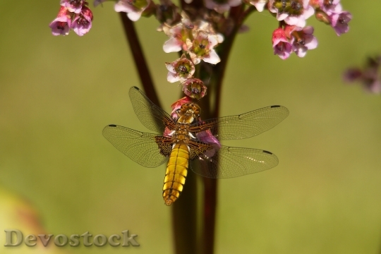 Devostock Dragonfly Wings Golden Insect 6903 4K.jpeg