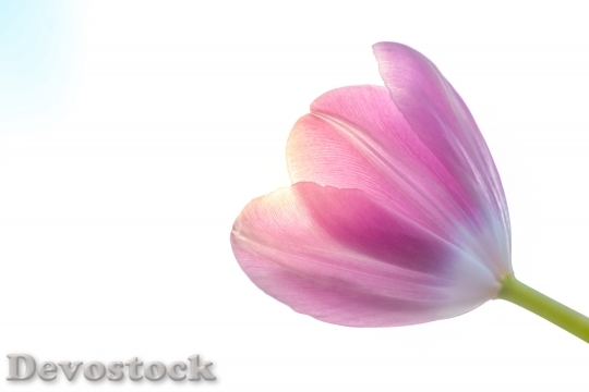 Devostock Flower Bloom Blossom 98285 4K