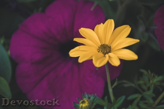 Devostock Flower Macro Bloom 109054 4K