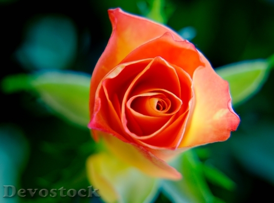 Devostock Flower Macro Rose 7641 4K