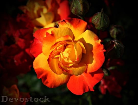Devostock Flowers Colorful Colourful 5315 4K