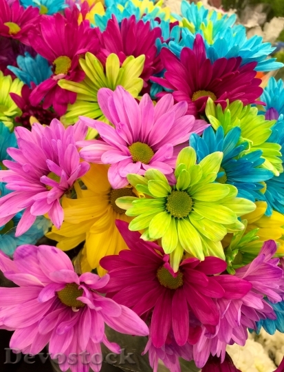 Devostock Flowers Colorful Colourful 7030 4K