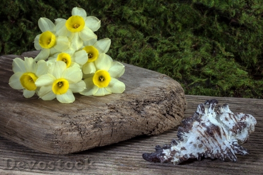 Devostock Flowers Daffodils Shell Background 15900 4K.jpeg