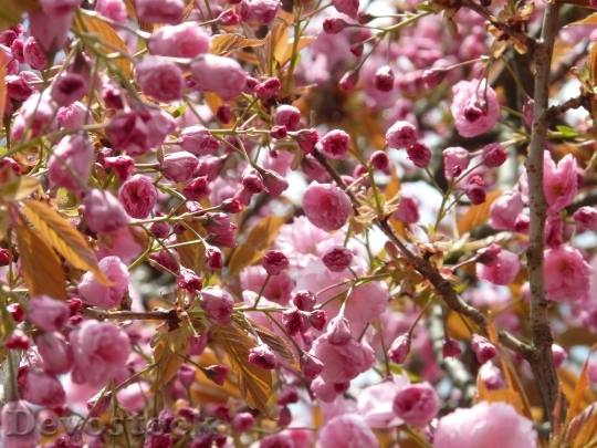 Devostock Flowers Spring Pink 8772 4K