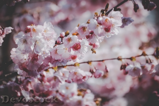 Devostock Flowers Spring Tree 98167 4K
