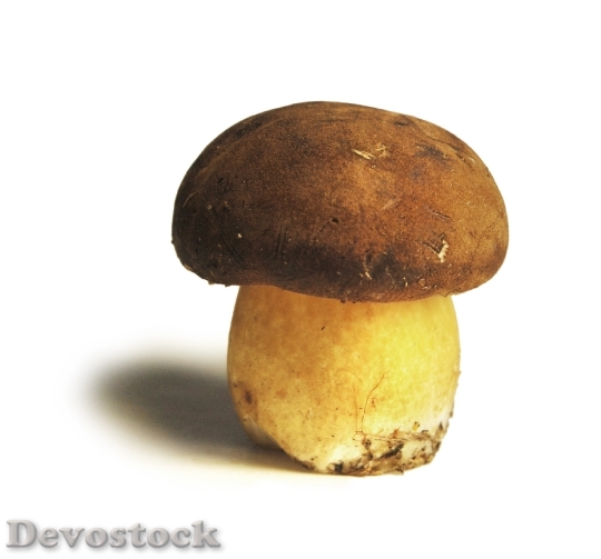 Devostock Food Mushroom Fungus 10915 4K