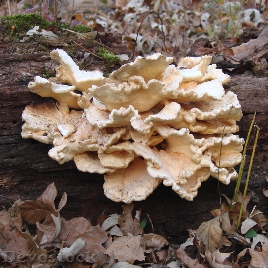 Devostock Fungus Mushrooms Nature Science HD