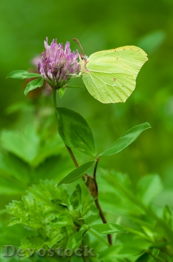 Devostock Gonepteryx Rhamni Males Butterfly Nature 6049 4K.jpeg