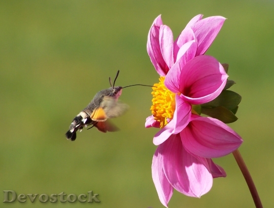Devostock Hummingbird Hawk Moth Butterfly Macroglossum Stellatarum Dove Tail 4541 4K.jpeg