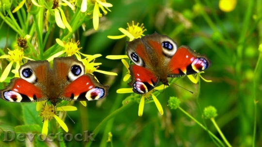 Devostock Inachis Io Butterfly Butterfly Peacock Nature 4698 4K.jpeg