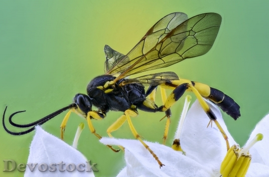 Devostock Insect Macro Photography Nature 15825 4K.jpeg