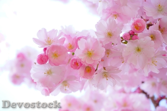 Devostock Japanese Cherry Trees Flowers Spring Japanese Flowering Cherry 5430 4K.jpeg