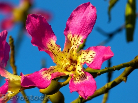 Devostock Kapok Tree Ceiba Pentandra Pochote Blossom 5393 4K.jpeg