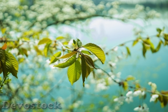 Devostock Leaves Cherry Green Leaf 95860 4K.jpeg