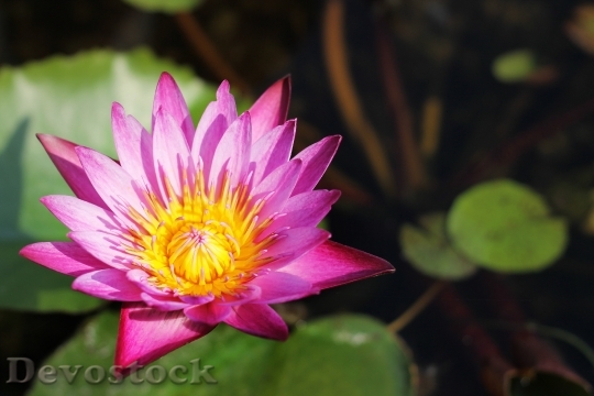 Devostock Lotus Flowers Thailand Background 1 HD