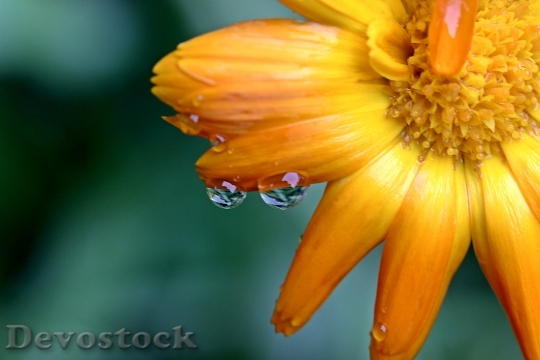 Devostock Marigold Calendula Yellow Orange 15814 4K.jpeg