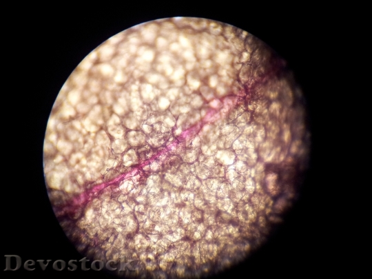Devostock Microscope Cell Structure Science HD