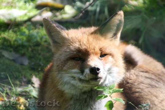 Devostock Nature Animal Fox 8963 4K