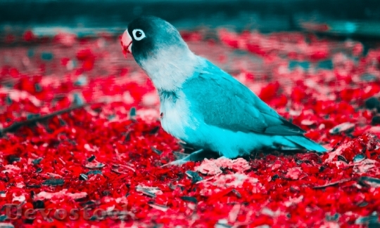 Devostock Nature Bird Blue White Parakeet Red Flooring 4K