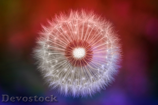 Devostock Nature Blur Flower 113398 4K
