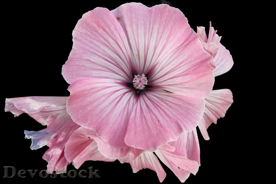Devostock Nature Flower Bloom 15892 4K