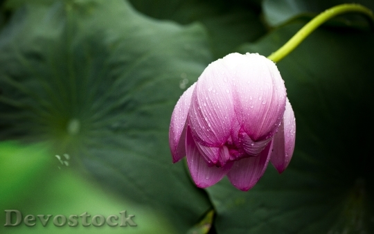 Devostock Nature Flower Pink 3931 4K