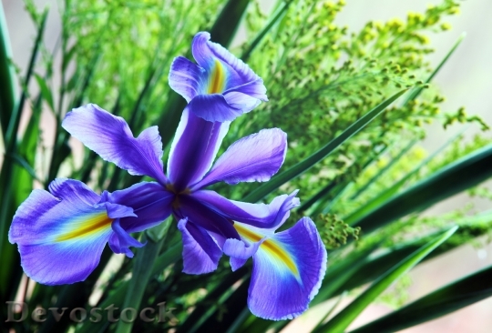 Devostock Nature Flowers Blue 13276 4K