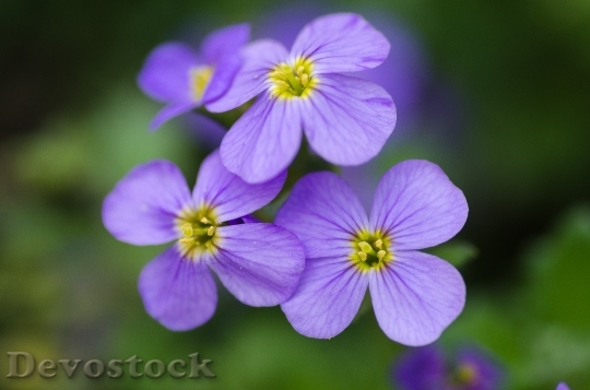 Devostock Nature Flowers Purple 40884 4K