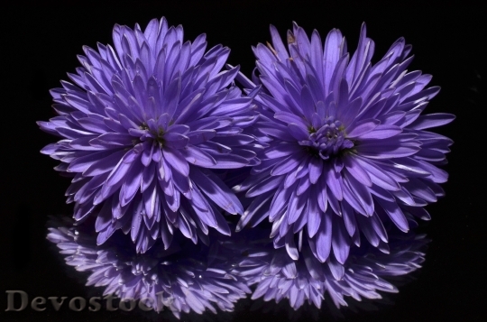 Devostock Nature Flowers Purple 6573 4K