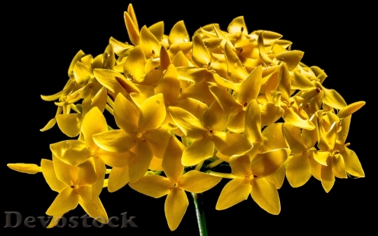 Devostock Nature Flowers Yellow 6506 4K