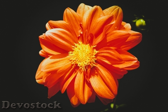 Devostock Nature Petals Orange 82584 4K