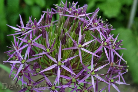 Devostock Nature Purple Flower 6914 4K