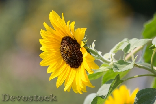 Devostock Nature Sunflower Plants Summer 59739 4K.jpeg