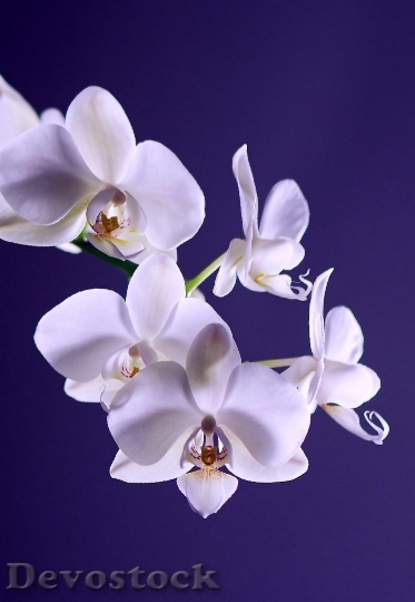 Devostock Orchid Flower Plant Exotic 4044 4K.jpeg