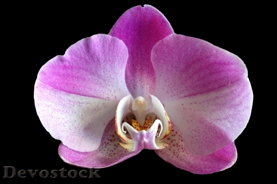 Devostock Orchid Flower Purple Close Up 6287 4K.jpeg