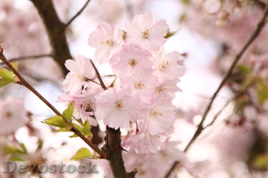 Devostock Ornamental Cherry Flowers Pink Tree 5366 4K.jpeg