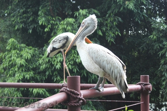 Devostock Pelican Animal Zoo 104052 4K